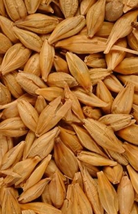 Barley