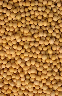 Soybean