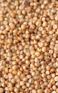 Sorghum